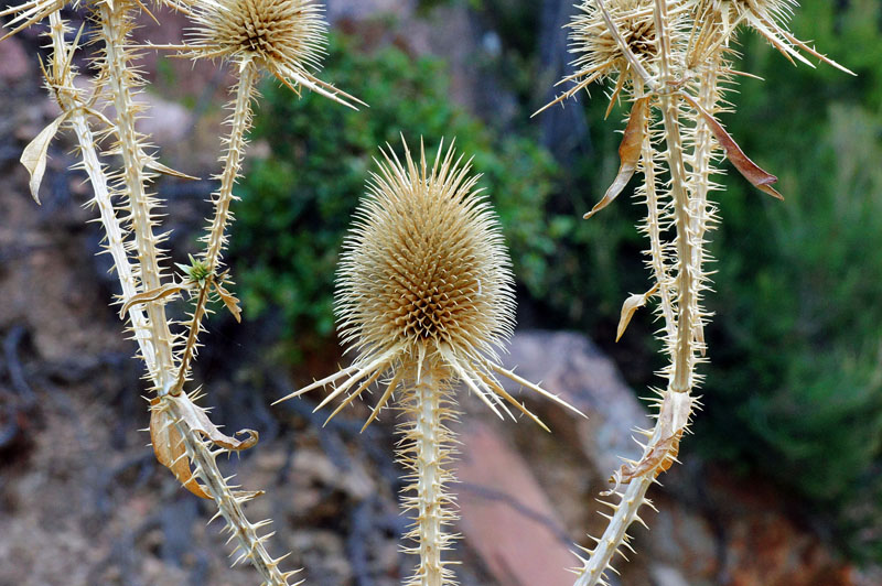 Dipsacus valsecchii / Scardaccione di Valsecchi